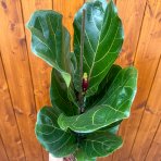 Fikus lýrovitolistý (Ficus lyrata) - výška 60-70 cm, kont. C3L 